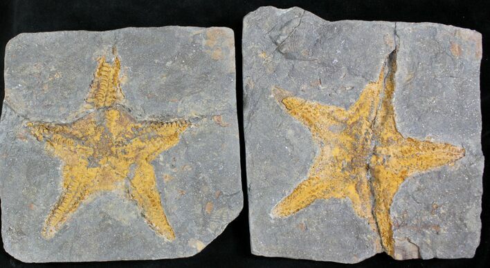 Large Fossil Starfish (Petraster?) - Part/Counterpart #28033